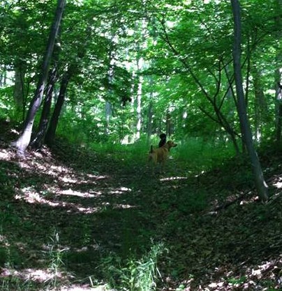 Chini and Nico on a woods ramble with me. 