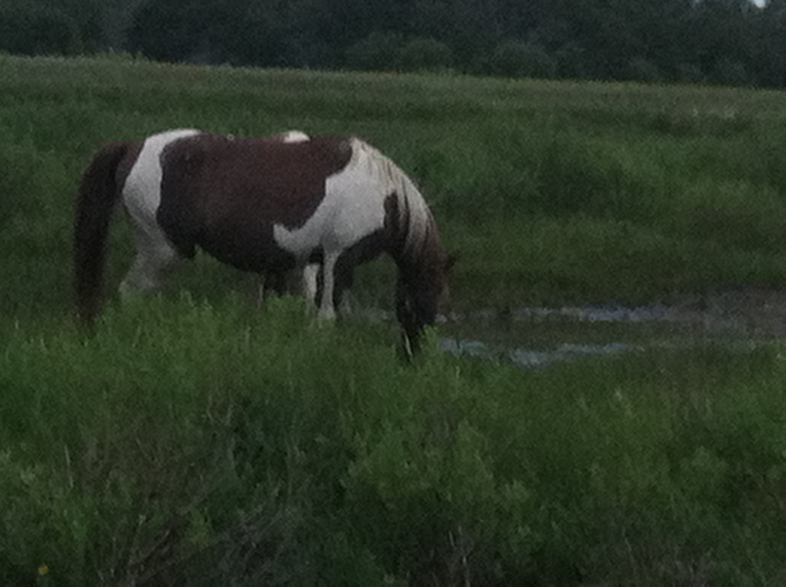 Wild pony on the shore of Assateague Island. 