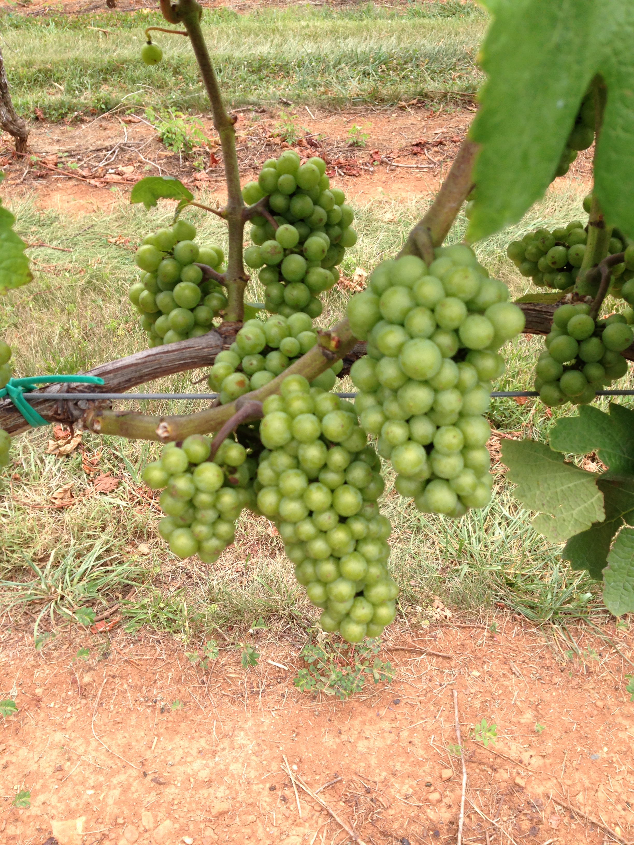 Genuine Virginia grapes at a genuine Virginia vineyard/winery. 