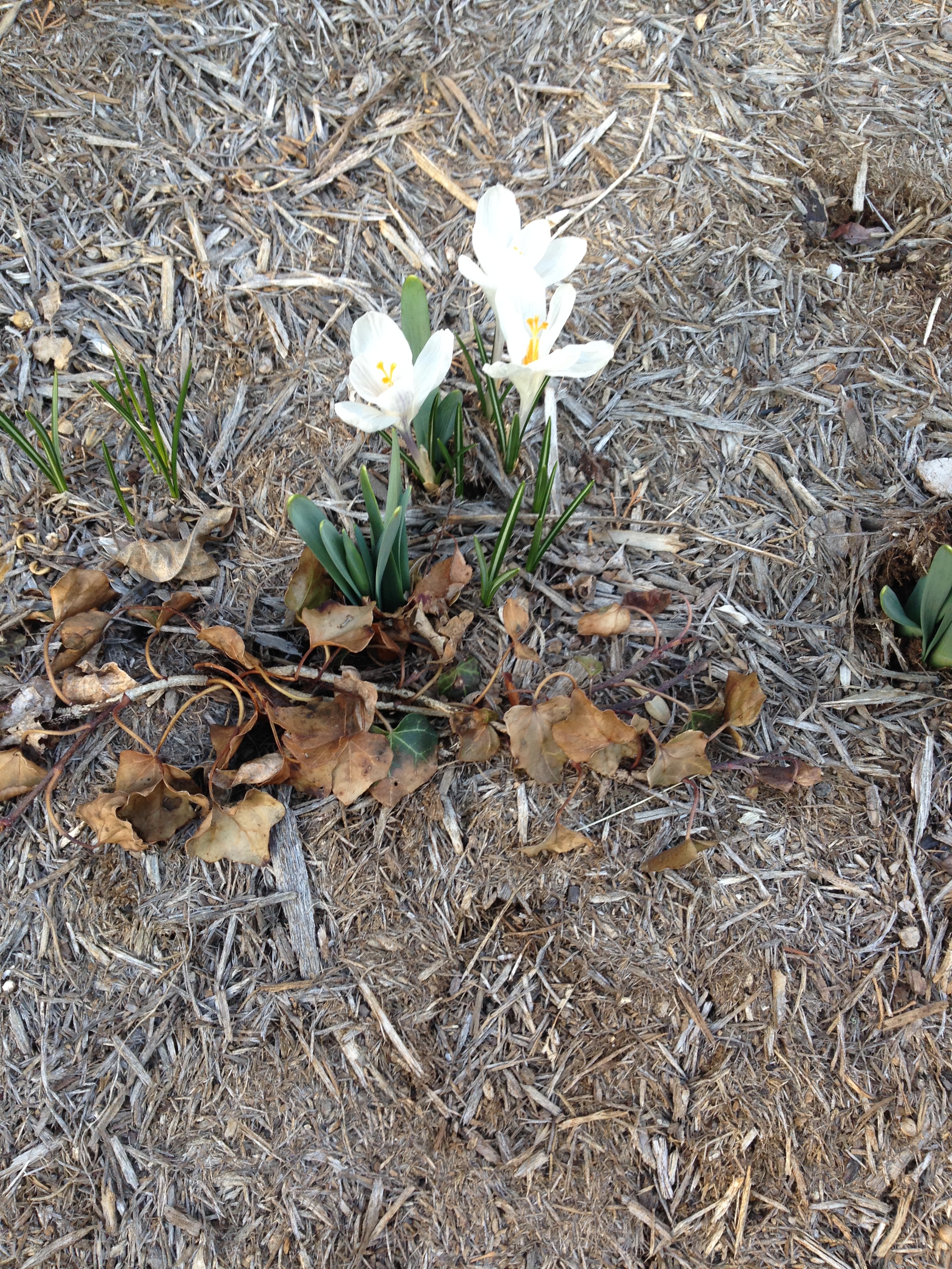 The gift of crocus.