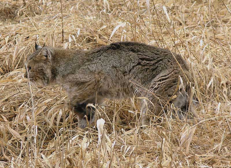 bobcat