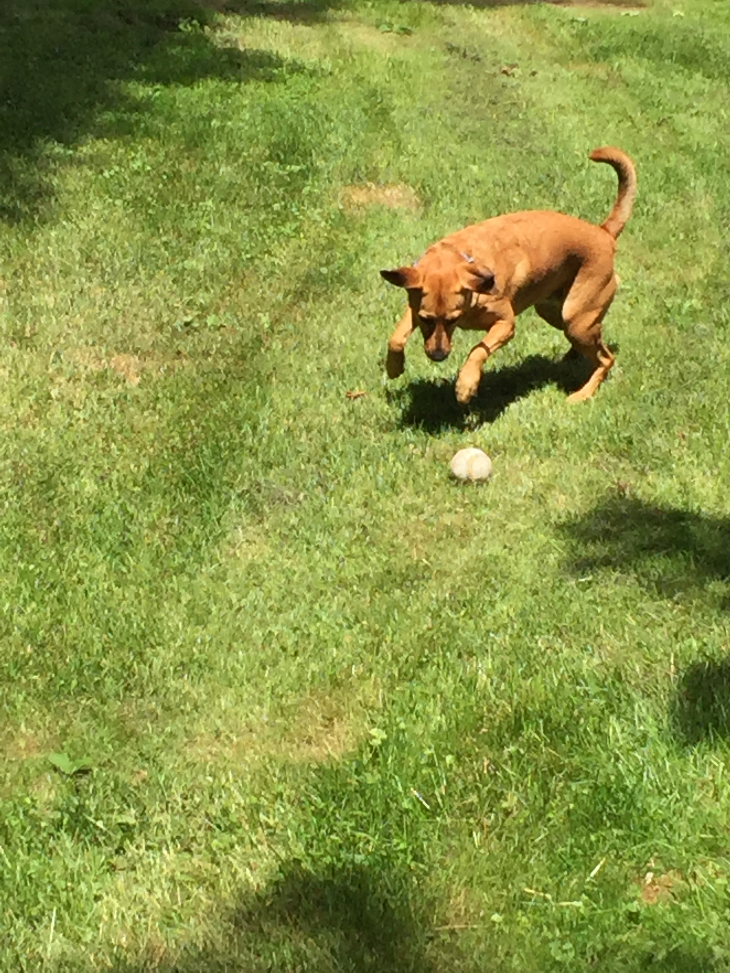 My grand-dog enjoying life as she knows it, with ball. 